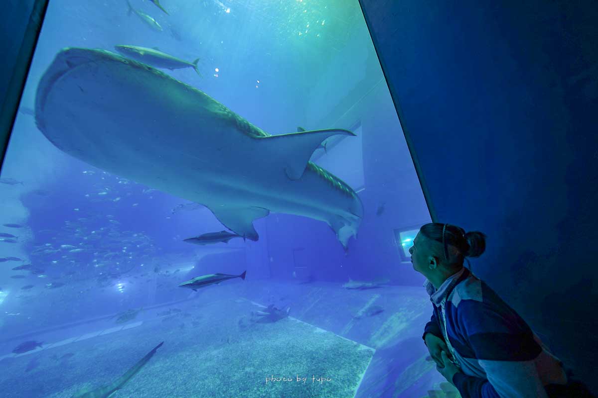 2023沖繩景點【美麗海水族館】最新攻略介紹，便宜門票優惠、鯨鯊餐廳、表演時間 @小腹婆大世界