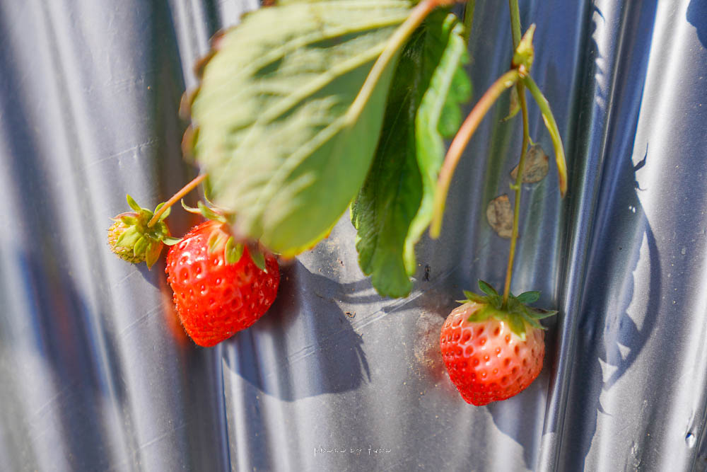 苗栗草莓園推薦》最後一家得草莓園，吃過回不去的高海拔草莓，豐香草莓