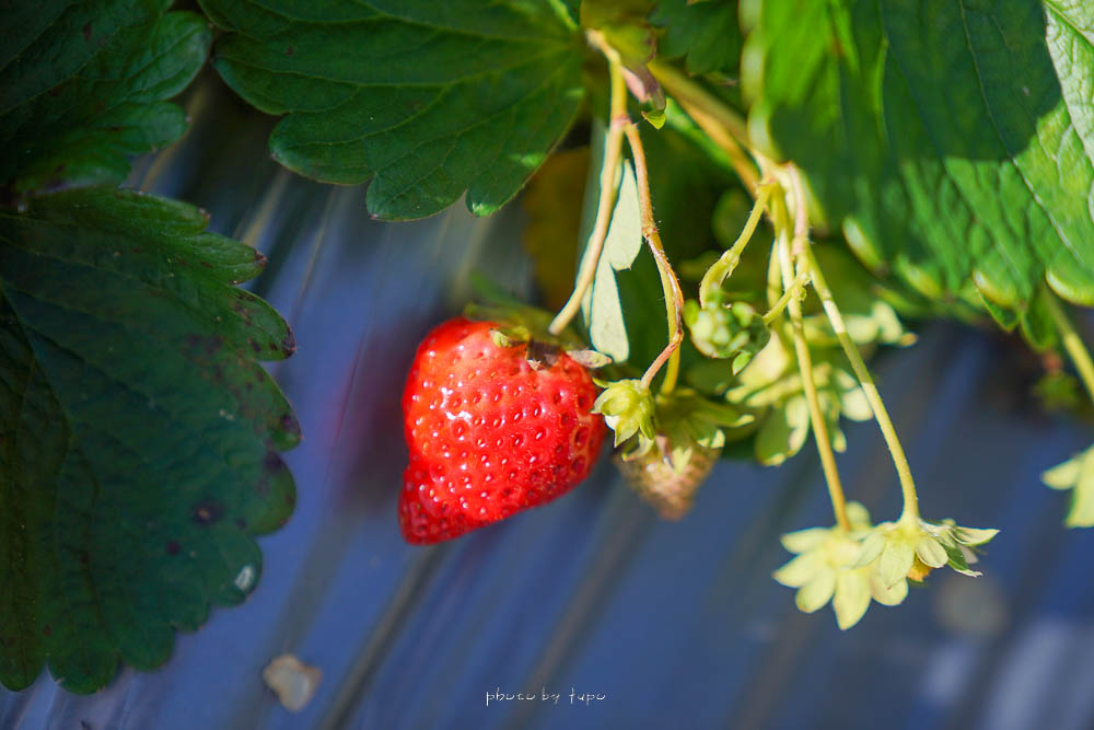苗栗草莓園推薦》最後一家得草莓園，吃過回不去的高海拔草莓，豐香草莓