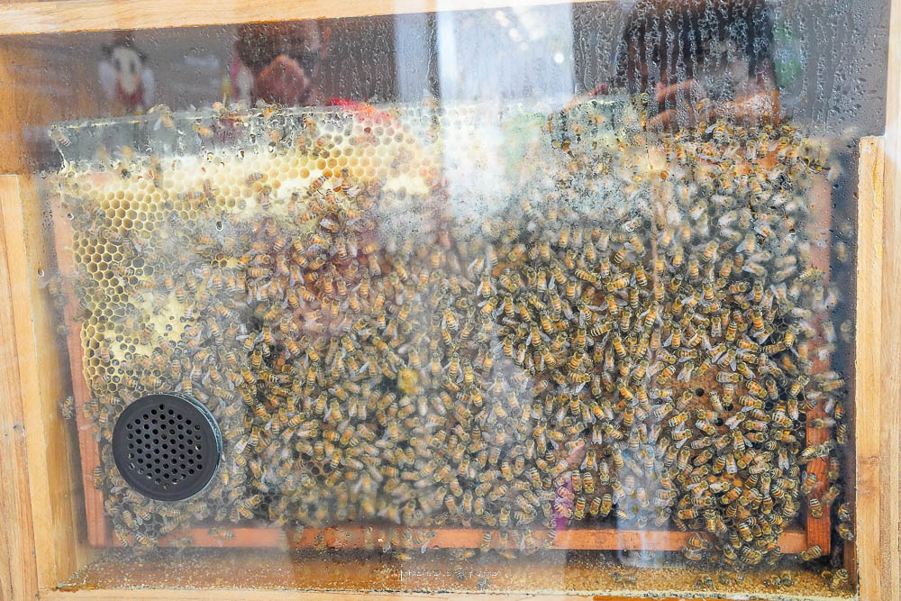 埔里新景點》賴爺爺蜜蜂小森林，原宏基蜜蜂生態農場全新場域免費參觀、免費蜂蜜水試飲