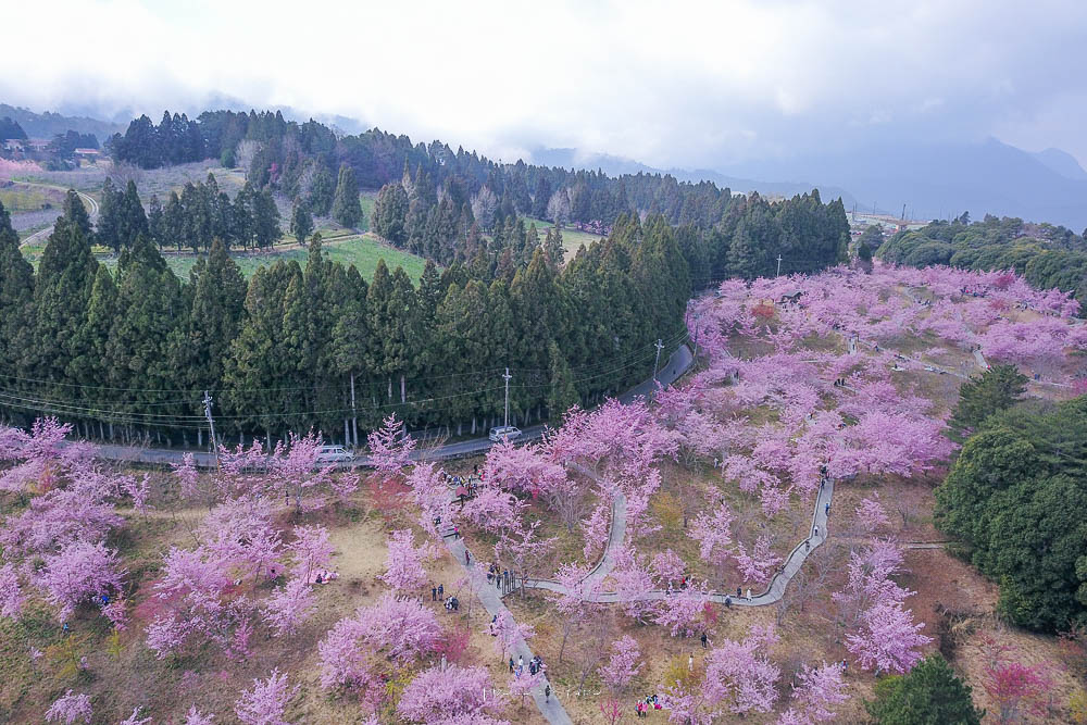 2023千櫻園櫻花季|全台最高櫻花樹下野餐,八千公頃櫻花最新花況