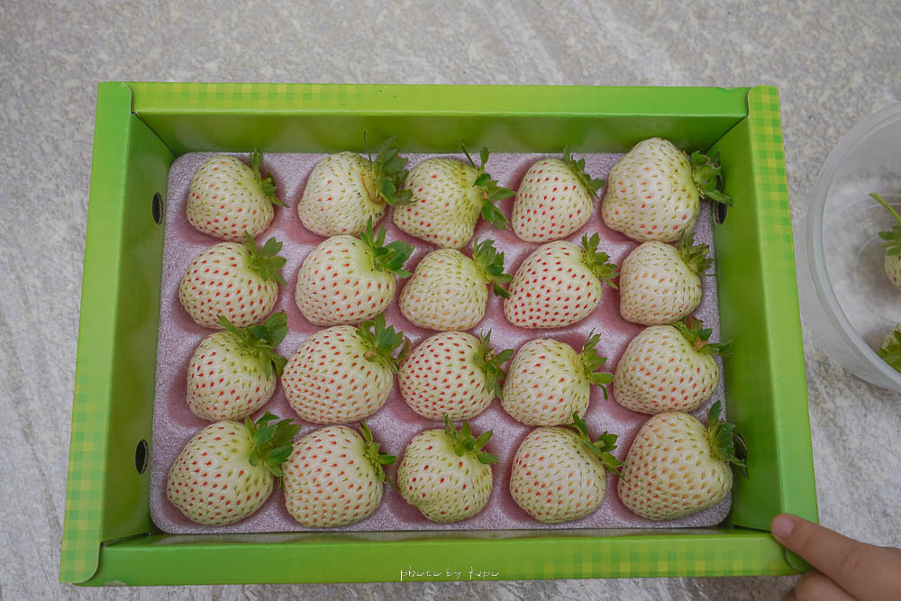 宜蘭採草莓景點|玩莓主意草莓園(白草莓主題園),全台灣最大白草莓園,雨天也可採白草莓