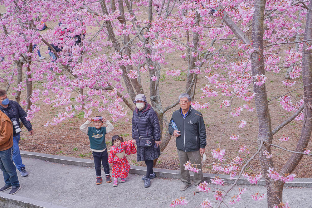 2023福壽山農場千櫻園櫻花季|全台最高櫻花樹下野餐,八公頃櫻花最新花況