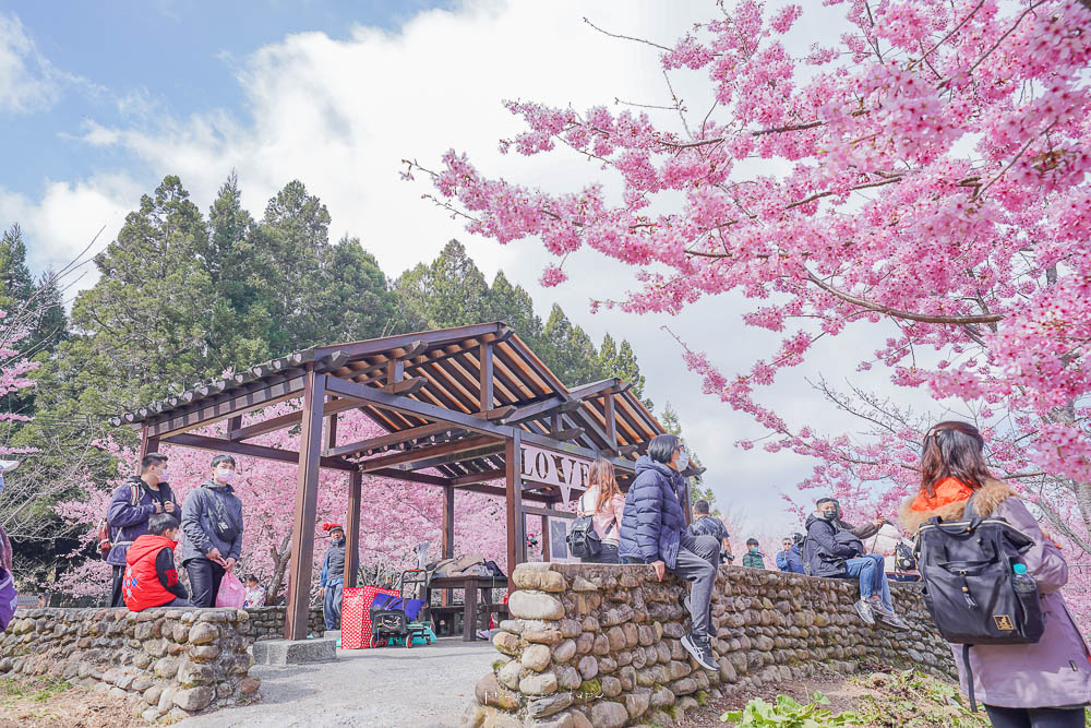 2023福壽山農場千櫻園櫻花季|全台最高櫻花樹下野餐,八公頃櫻花最新花況