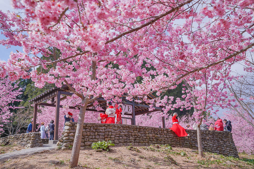 2023福壽山農場千櫻園櫻花季|全台最高櫻花樹下野餐,八公頃櫻花最新花況 @小腹婆大世界