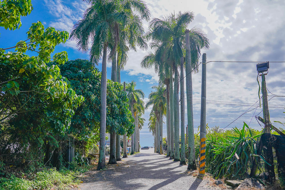 台東打卡景點|華源椰林大道,台東最美百米椰林拍照打卡點