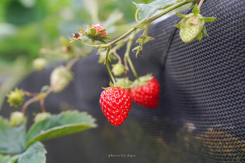 宜蘭採草莓景點|玩莓主意草莓園(白草莓主題園),全台灣最大白草莓園,雨天也可採白草莓