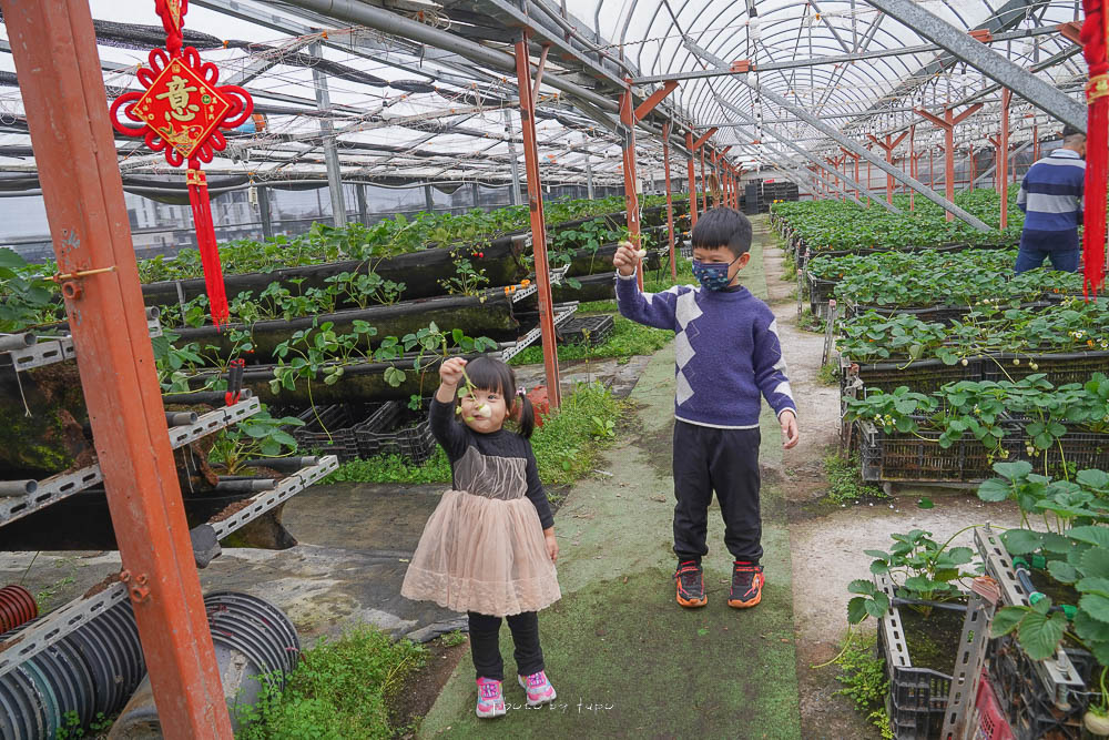 延伸閱讀：宜蘭採草莓景點|玩莓主意草莓園(白草莓主題園),全台灣最大白草莓園,雨天也可採白草莓
