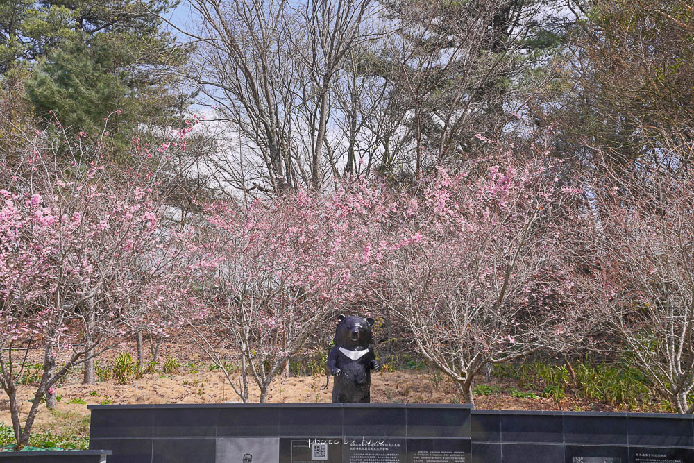 福壽山農場百櫻園|櫻花怒放的百櫻園,可以躺著賞櫻的櫻花秘境