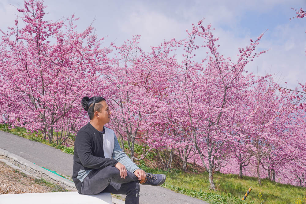福壽山農場百櫻園|櫻花怒放的百櫻園,可以躺著賞櫻的櫻花秘境