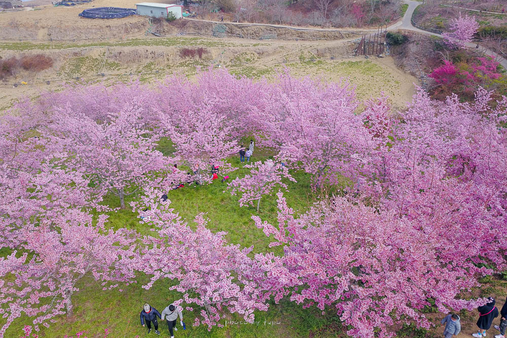 延伸閱讀：福壽山農場百櫻園|櫻花怒放的百櫻園,可以躺著賞櫻的櫻花秘境