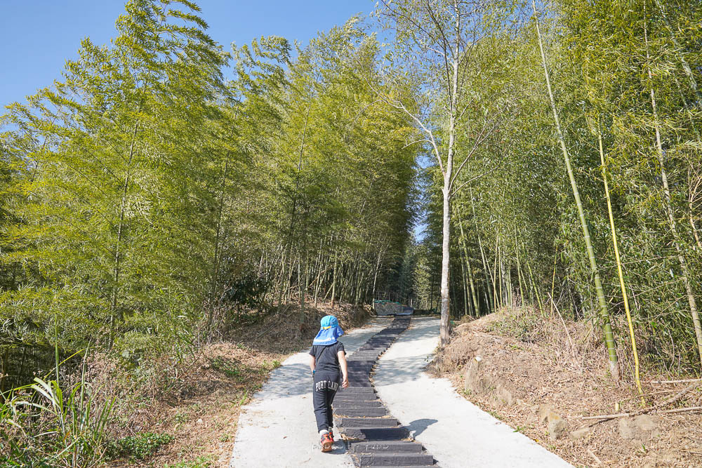 阿里山最新步道|隙頂茶林山步道|茶園.竹林步道.觀景台,全長525公尺低難度步道