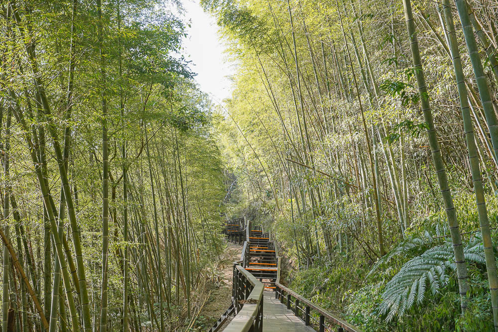 阿里山最新步道|隙頂茶林山步道|茶園.竹林步道.觀景台,全長525公尺低難度步道