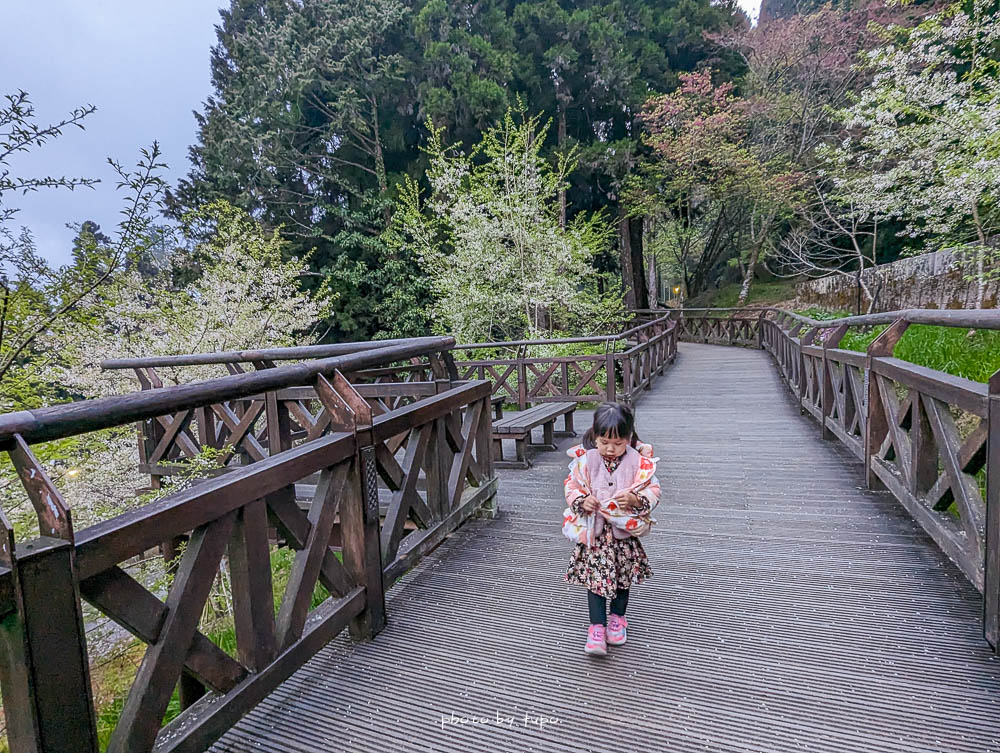 2023阿里山櫻花季|阿里山櫻花一日遊,最新花況,櫻花王,派出所櫻花更美