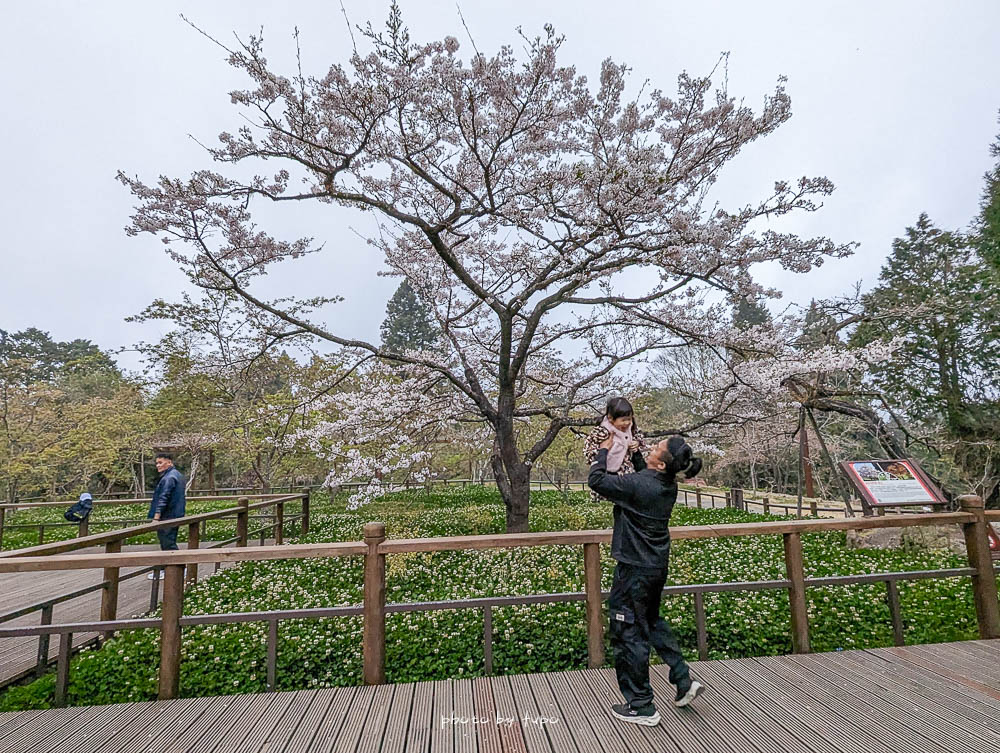 2023阿里山櫻花季|阿里山櫻花一日遊,最新花況,櫻花王,派出所櫻花更美