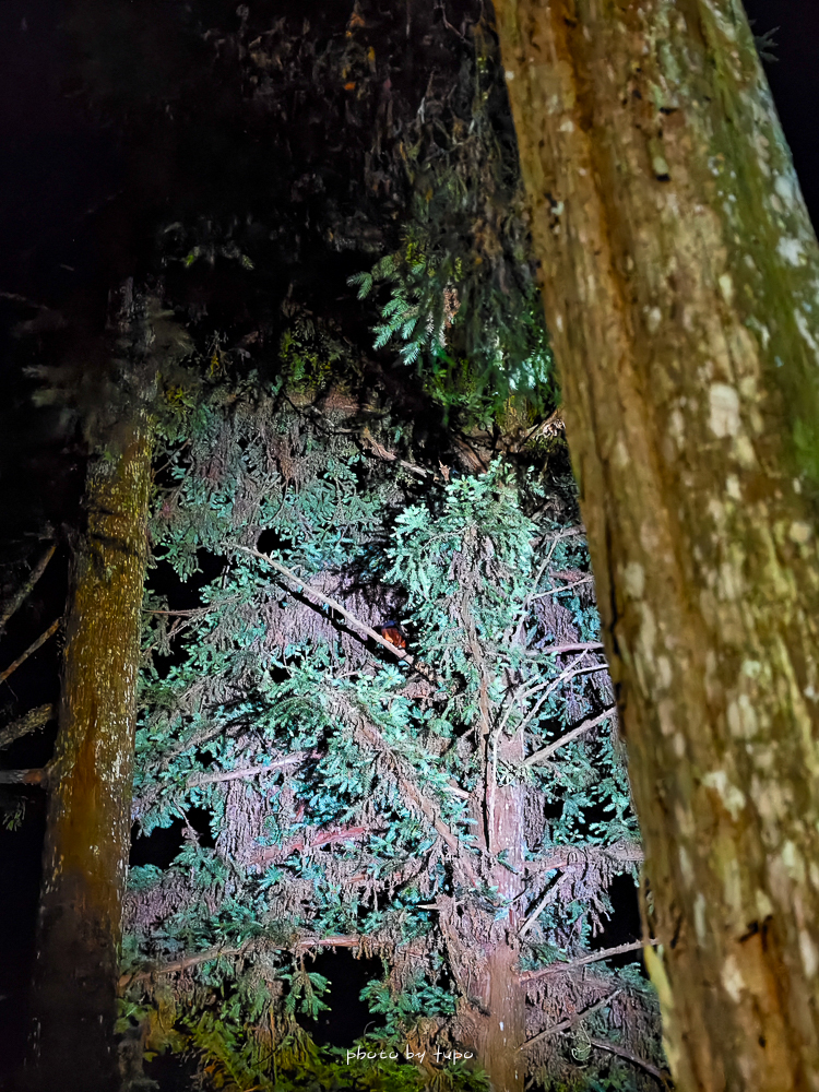 【南投溪頭住宿推薦】溪頭福華渡假飯店,住進森林裡滿版星空飯店,含夜間飛鼠導覽＆五感DIY活動