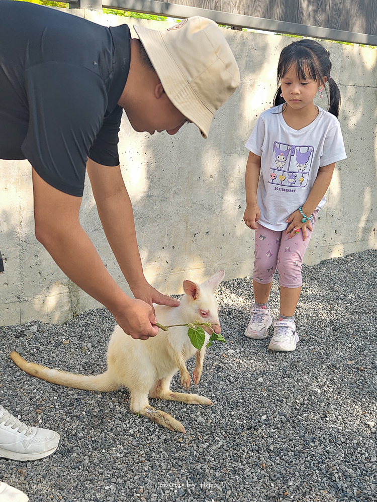 2025宜蘭三星「樹懶餐廳萌寵樂園」玩樂攻略！五大亮點門票餐點DIY推薦