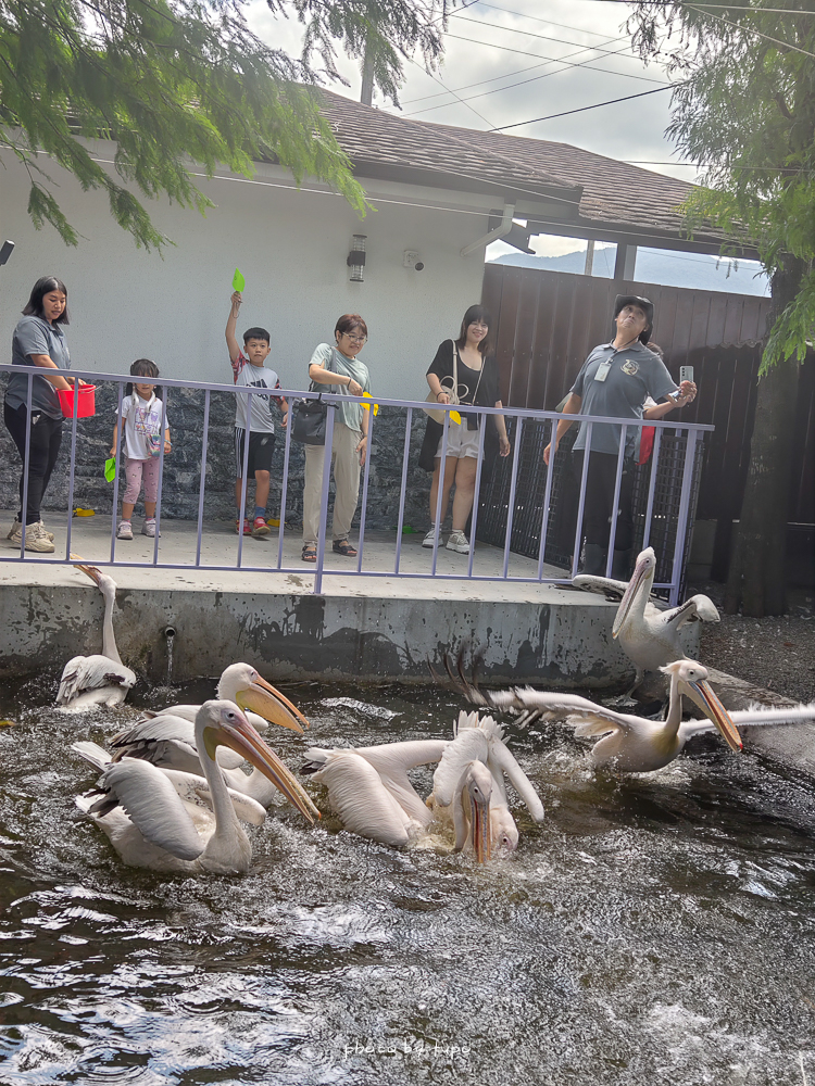 2025宜蘭三星「樹懶餐廳萌寵樂園」玩樂攻略！五大亮點門票餐點DIY推薦