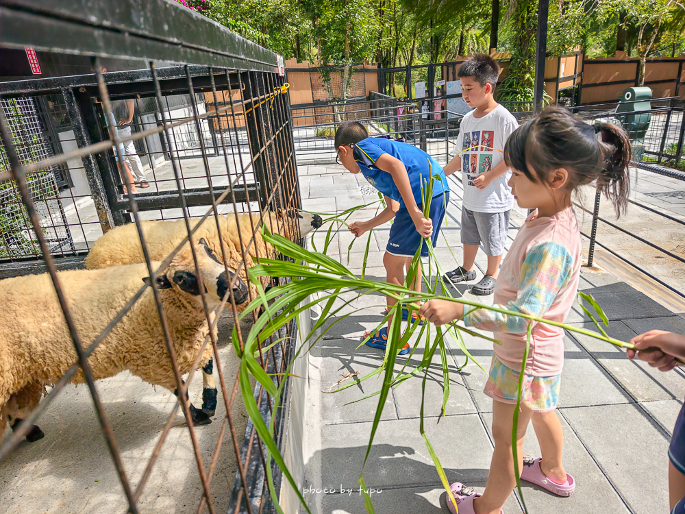 美暈!宜蘭【鳳梨屋水上莊園】水上森林住宿,房間開門可餵魚、最新動物區、還能體驗水桶划船! 美暈!宜蘭【鳳梨屋水上莊園】水上森林住宿,房間開門可餵魚、最新動物區、還能體驗水桶划船!