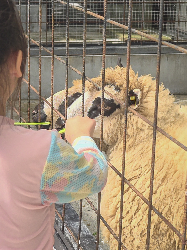 美暈!宜蘭【鳳梨屋水上莊園】水上森林住宿,房間開門可餵魚、最新動物區、還能體驗水桶划船! 美暈!宜蘭【鳳梨屋水上莊園】水上森林住宿,房間開門可餵魚、最新動物區、還能體驗水桶划船!