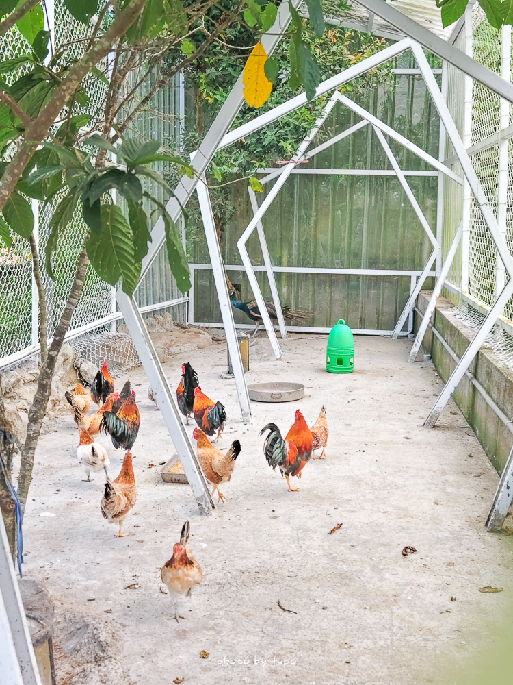 美暈!宜蘭【鳳梨屋水上莊園】水上森林住宿,房間開門可餵魚、最新動物區、還能體驗水桶划船! 美暈!宜蘭【鳳梨屋水上莊園】水上森林住宿,房間開門可餵魚、最新動物區、還能體驗水桶划船!