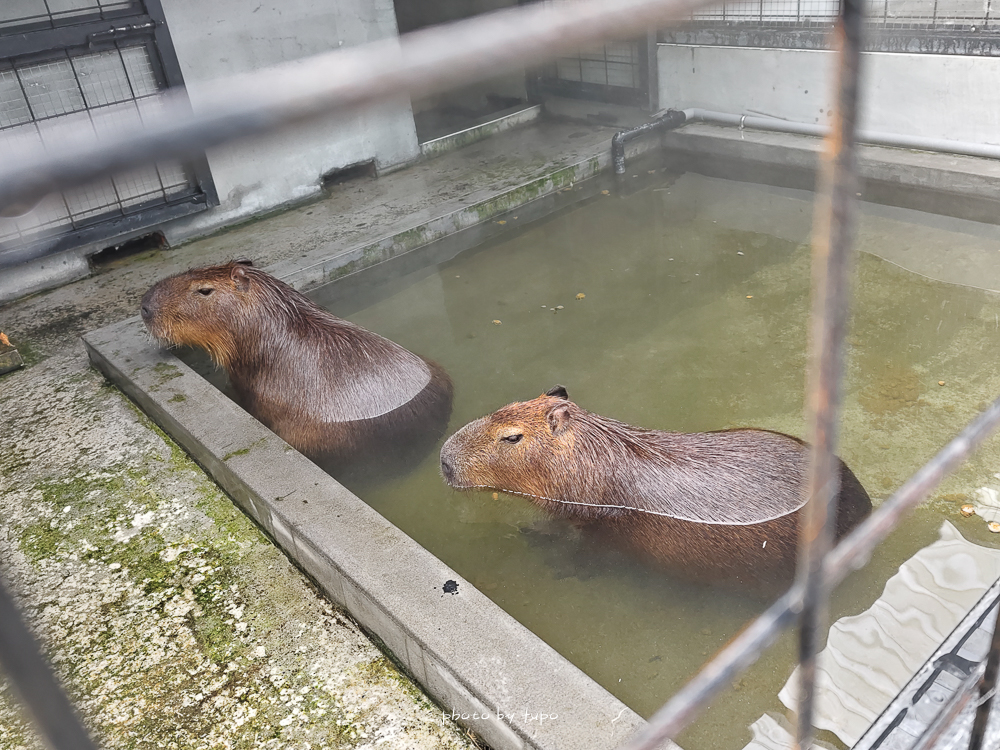 美暈！宜蘭【鳳梨屋水上莊園】水上森林住宿，房間開門可餵魚、最新動物區、還能體驗水桶划船！