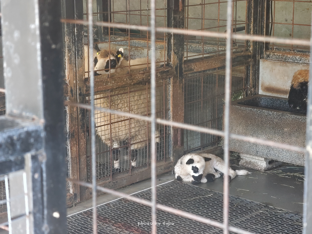 美暈！宜蘭【鳳梨屋水上莊園】水上森林住宿，房間開門可餵魚、最新動物區、還能體驗水桶划船！