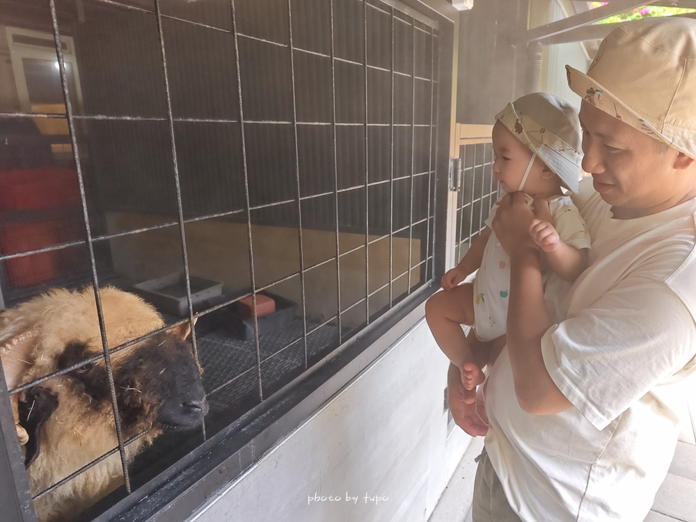美暈！宜蘭【鳳梨屋水上莊園】水上森林住宿，房間開門可餵魚、最新動物區、還能體驗水桶划船！