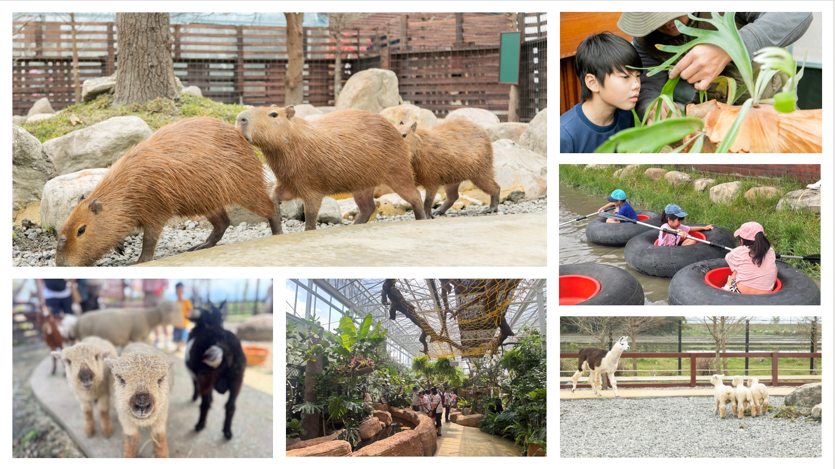 2026 螢火蟲季必住！宜蘭三富休閒農場・紫森林旅宿｜一年效期住宿券，親子餵魚玩水採柚子全攻略