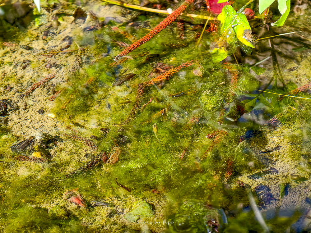 【峇嵐杉丘Balan Hill Glamping奢華露營全房型開箱】南投日月潭豪華露營推薦｜超澎湃海陸火鍋火烤兩吃、一泊三食