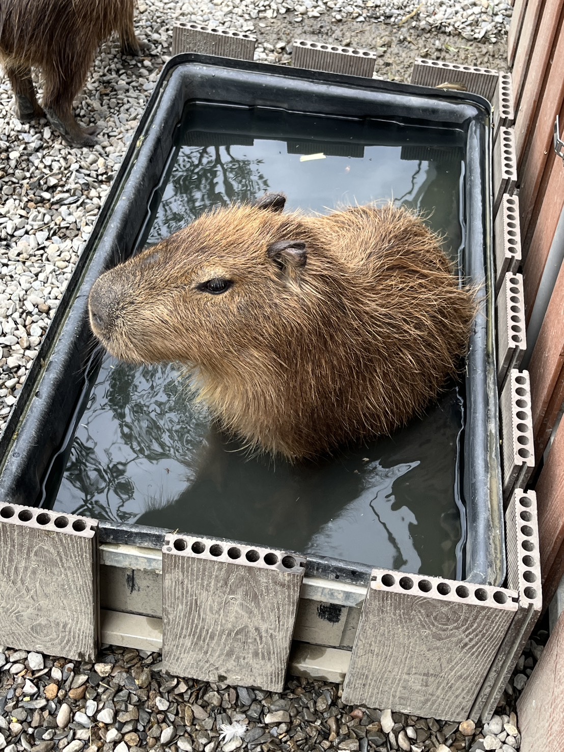 2026南投親子飯店【承萬尊爵渡假酒店】首團快閃優惠，百坪兒童賽車主題樂園,溫水星光SPA泳池,旁邊就是夜市!