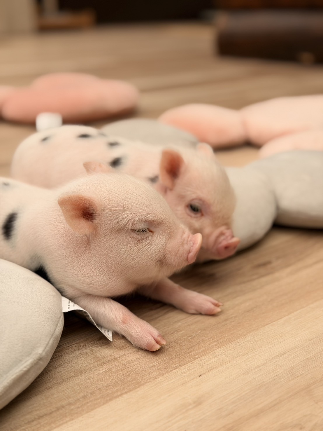 宜蘭雨天親子景點｜2026 蘭陽動植物王國攻略，最新茶杯豬互動，超過 20 種動物互動餵食、動物老師解說＋門票一次整理