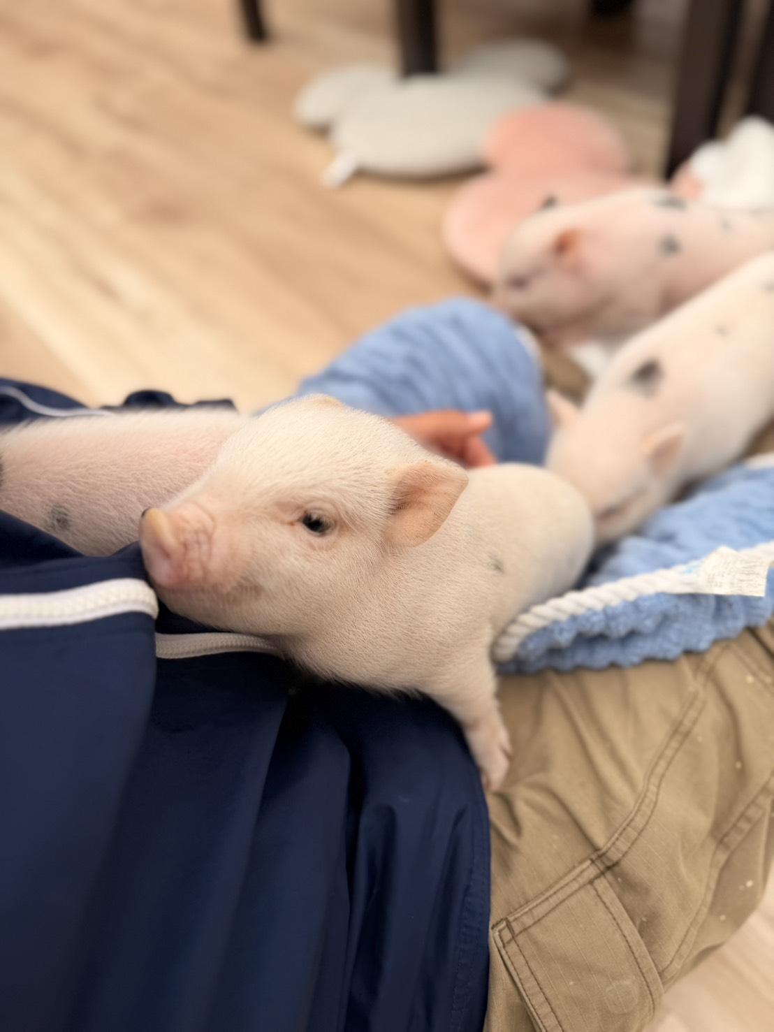 宜蘭雨天親子景點｜2026 蘭陽動植物王國攻略，最新茶杯豬互動，超過 20 種動物互動餵食、動物老師解說＋門票一次整理