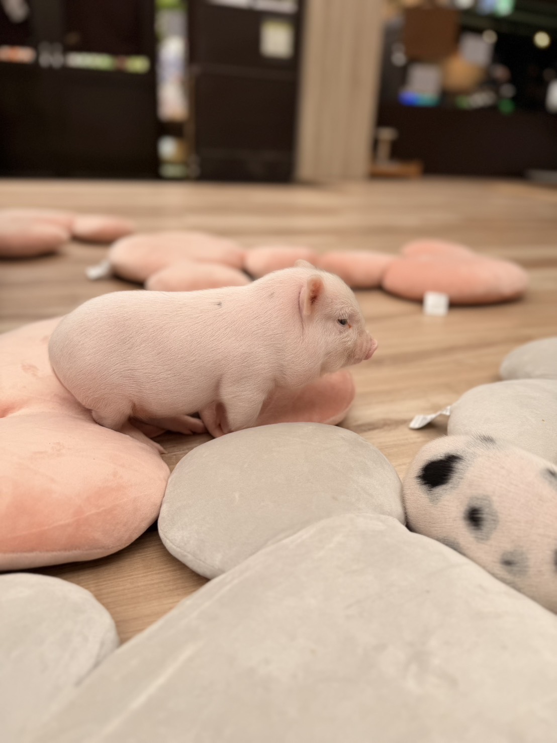 宜蘭雨天親子景點｜2026 蘭陽動植物王國攻略，最新茶杯豬互動，超過 20 種動物互動餵食、動物老師解說＋門票一次整理