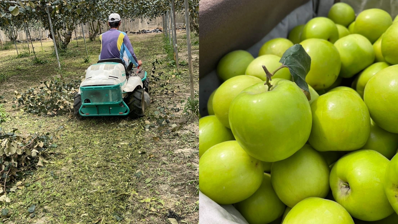高雄燕巢雪麗蜜棗開箱|樂咖果園「蜜棗版LV」:脆甜多汁、酸甜平衡,送禮自吃都很可以 高雄燕巢雪麗蜜棗開箱|樂咖果園「蜜棗版LV」:脆甜多汁、酸甜平衡,送禮自吃都很可以