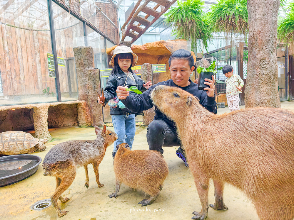 宜蘭雨天親子景點｜2026 蘭陽動植物王國攻略，最新茶杯豬互動，超過 20 種動物互動餵食、動物老師解說＋門票一次整理
