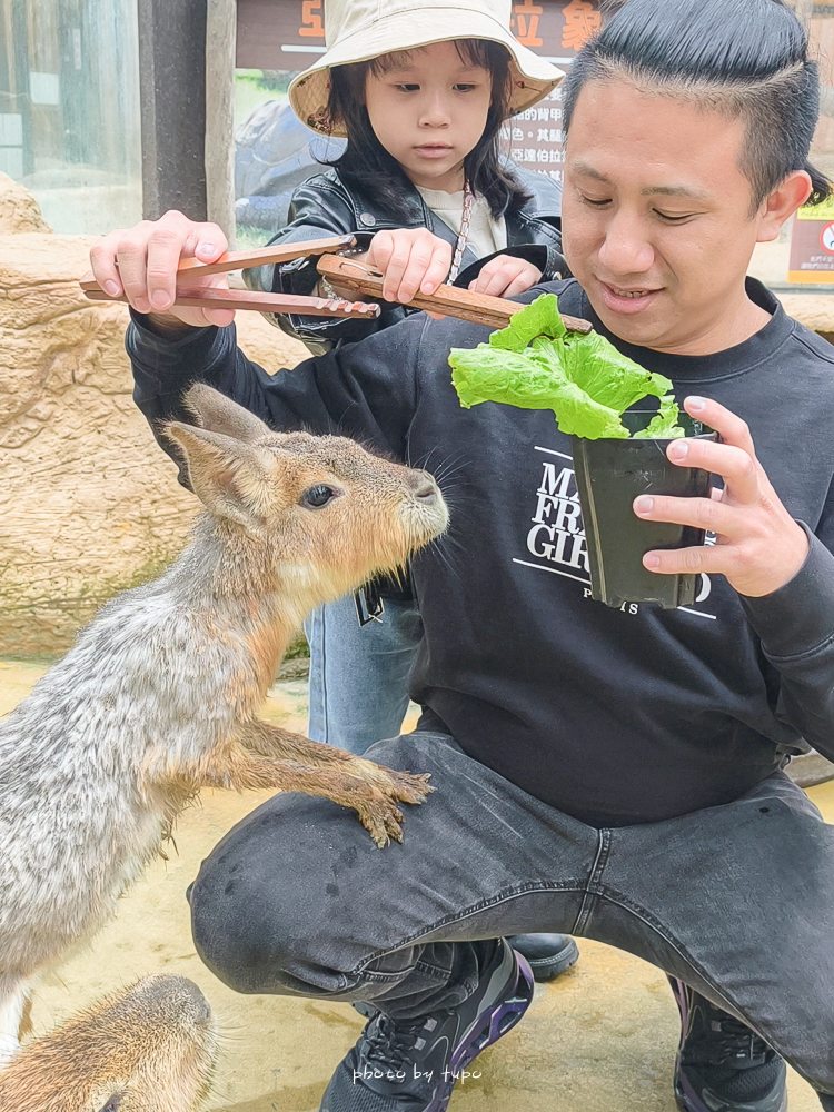 宜蘭雨天親子景點｜2026 蘭陽動植物王國攻略，最新茶杯豬互動，超過 20 種動物互動餵食、動物老師解說＋門票一次整理