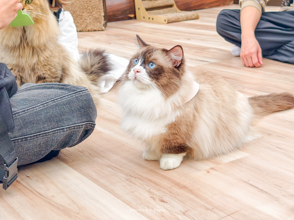 宜蘭雨天親子景點｜2026 蘭陽動植物王國攻略，最新茶杯豬互動，超過 20 種動物互動餵食、動物老師解說＋門票一次整理