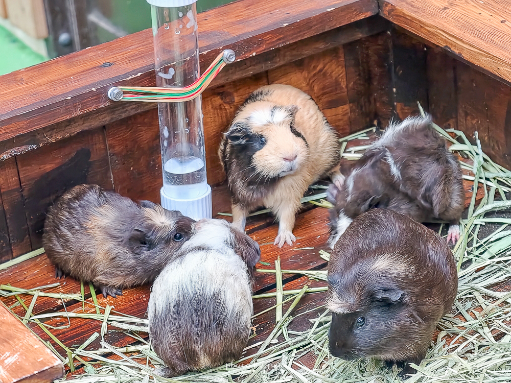 宜蘭雨天親子景點｜2026 蘭陽動植物王國攻略，最新茶杯豬互動，超過 20 種動物互動餵食、動物老師解說＋門票一次整理