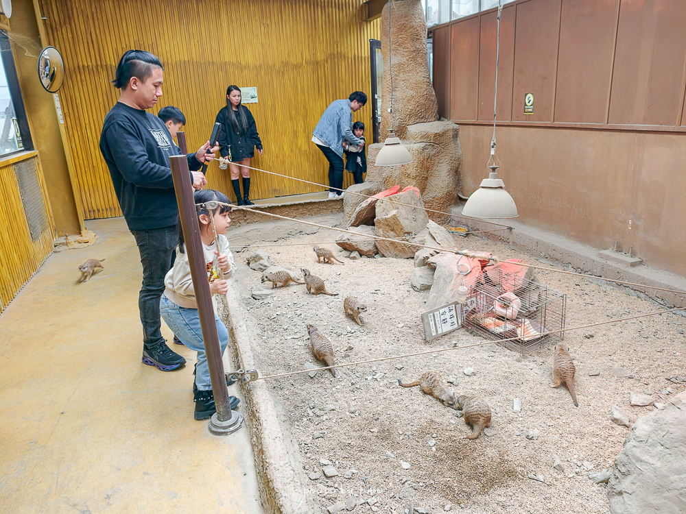 宜蘭雨天親子景點｜2026 蘭陽動植物王國攻略，最新茶杯豬互動，超過 20 種動物互動餵食、動物老師解說＋門票一次整理