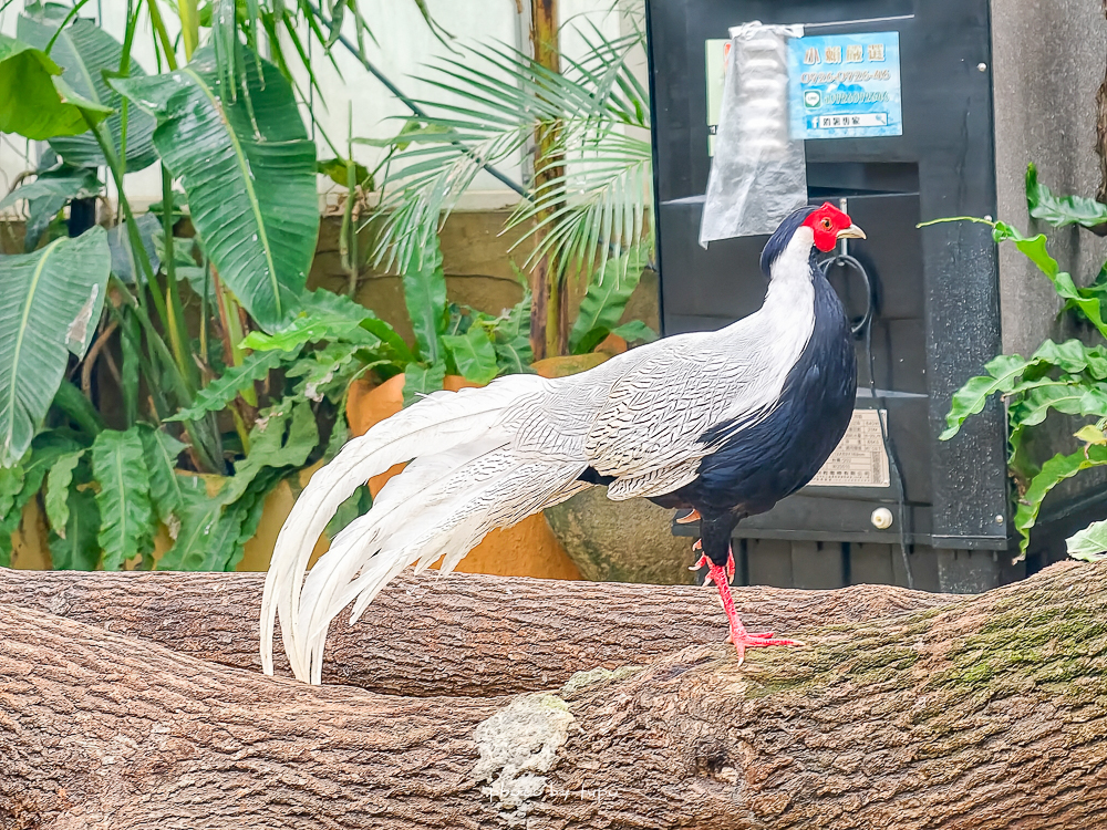 宜蘭雨天親子景點｜2026 蘭陽動植物王國攻略，最新茶杯豬互動，超過 20 種動物互動餵食、動物老師解說＋門票一次整理