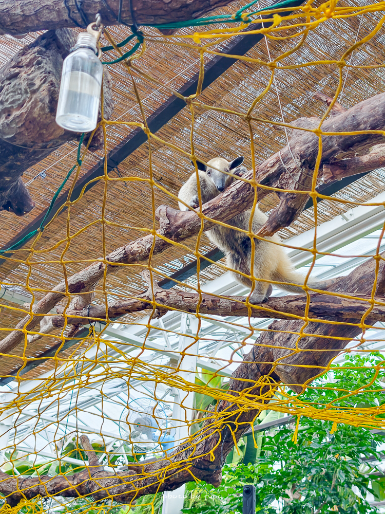 宜蘭雨天親子景點｜2026 蘭陽動植物王國攻略，最新茶杯豬互動，超過 20 種動物互動餵食、動物老師解說＋門票一次整理