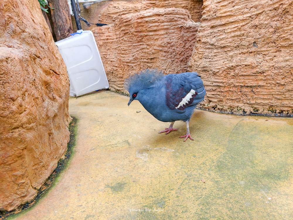 宜蘭雨天親子景點｜2026 蘭陽動植物王國攻略，最新茶杯豬互動，超過 20 種動物互動餵食、動物老師解說＋門票一次整理