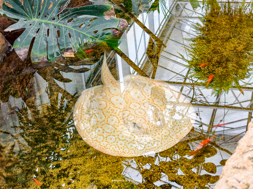 宜蘭雨天親子景點｜2026 蘭陽動植物王國攻略，最新茶杯豬互動，超過 20 種動物互動餵食、動物老師解說＋門票一次整理