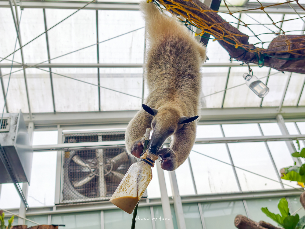 宜蘭雨天親子景點｜2026 蘭陽動植物王國攻略，最新茶杯豬互動，超過 20 種動物互動餵食、動物老師解說＋門票一次整理