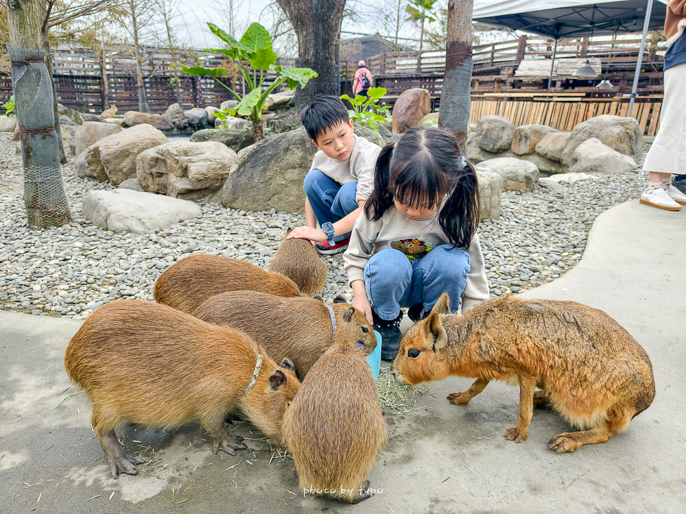 宜蘭雨天親子景點｜2026 蘭陽動植物王國攻略，最新茶杯豬互動，超過 20 種動物互動餵食、動物老師解說＋門票一次整理