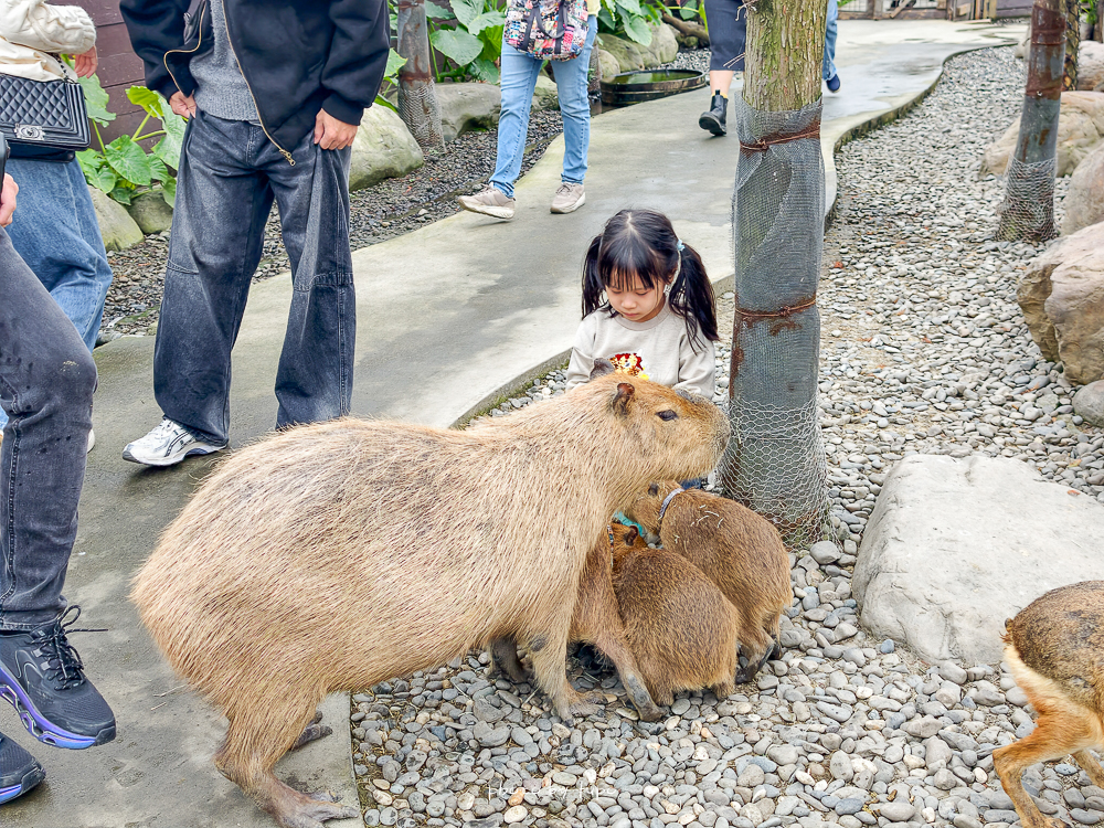 宜蘭雨天親子景點｜2026 蘭陽動植物王國攻略，最新茶杯豬互動，超過 20 種動物互動餵食、動物老師解說＋門票一次整理