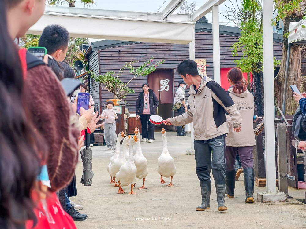 宜蘭雨天親子景點｜2026 蘭陽動植物王國攻略，最新茶杯豬互動，超過 20 種動物互動餵食、動物老師解說＋門票一次整理