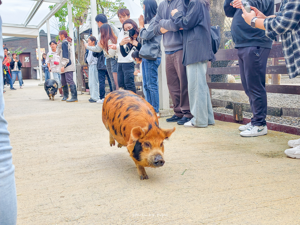 宜蘭雨天親子景點｜2026 蘭陽動植物王國攻略，最新茶杯豬互動，超過 20 種動物互動餵食、動物老師解說＋門票一次整理