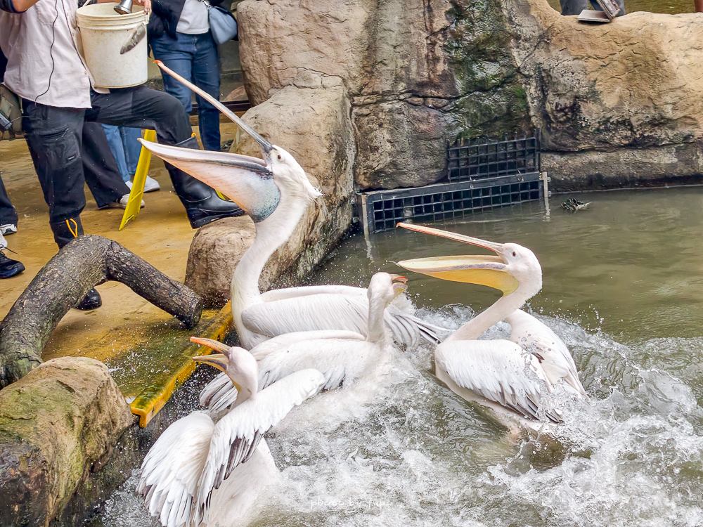 宜蘭雨天親子景點｜2026 蘭陽動植物王國攻略，最新茶杯豬互動，超過 20 種動物互動餵食、動物老師解說＋門票一次整理